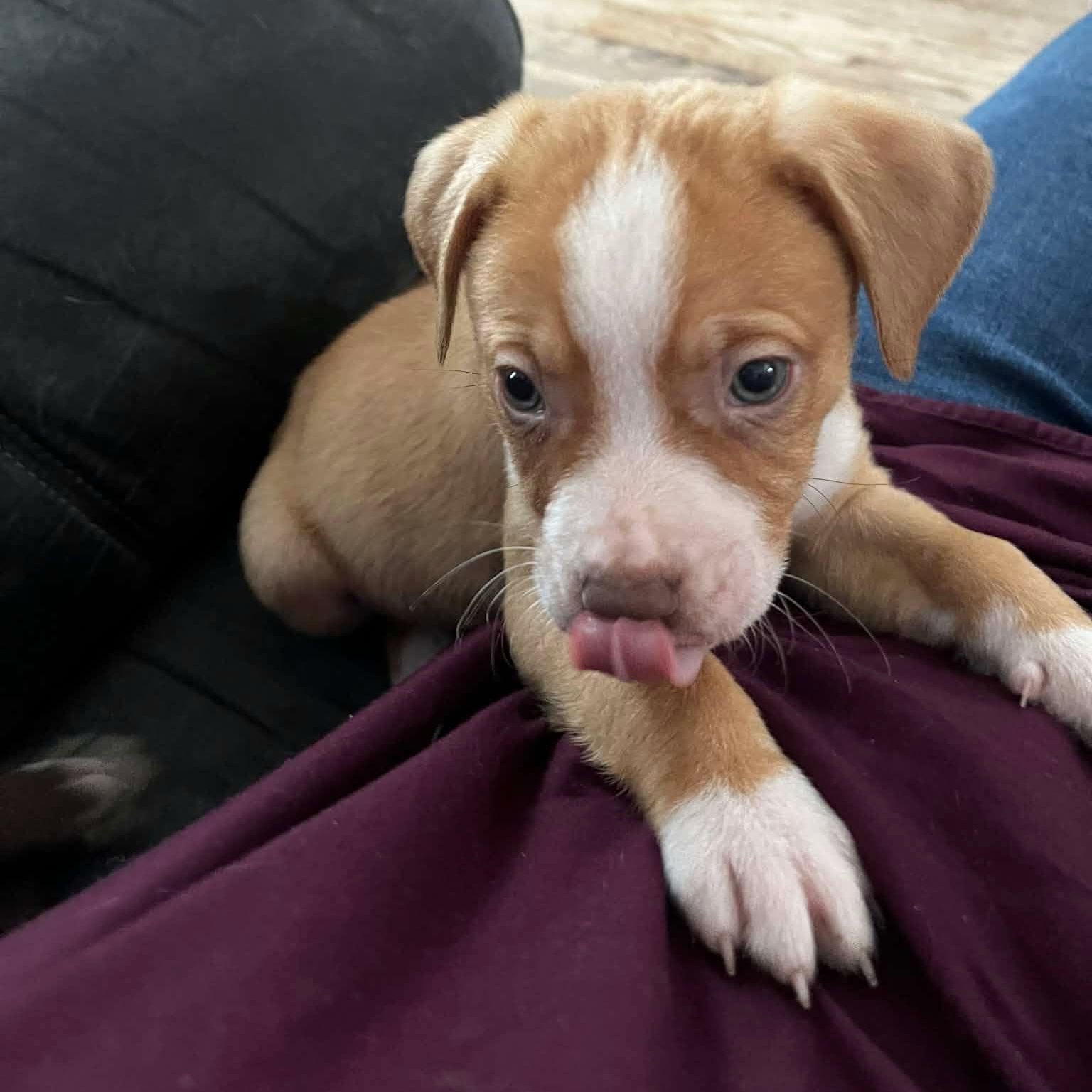 Enlarge Ace (Frehley KISS - Rock Music Legends), a Adoptable mixed breed in Midland, MI image 5/6