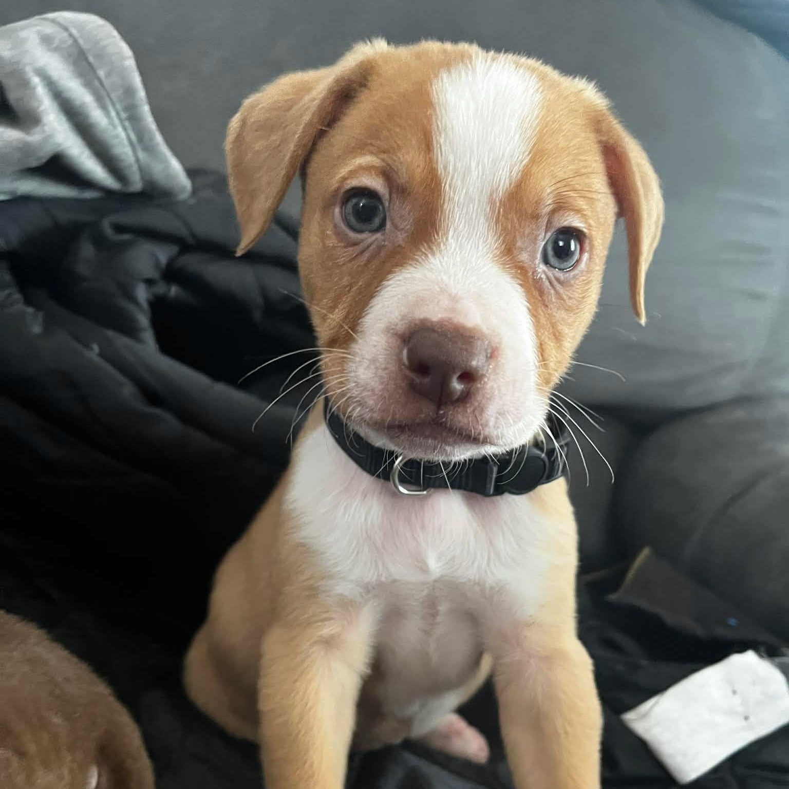 Enlarge Ace (Frehley KISS - Rock Music Legends), a Adoptable mixed breed in Midland, MI image 2/6