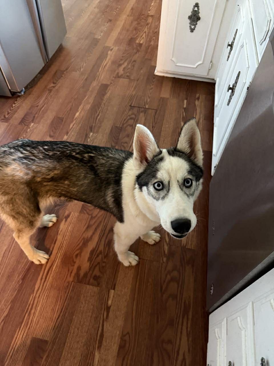 Anya, a Adopted Siberian Husky in Carrollton, TX image 1/2