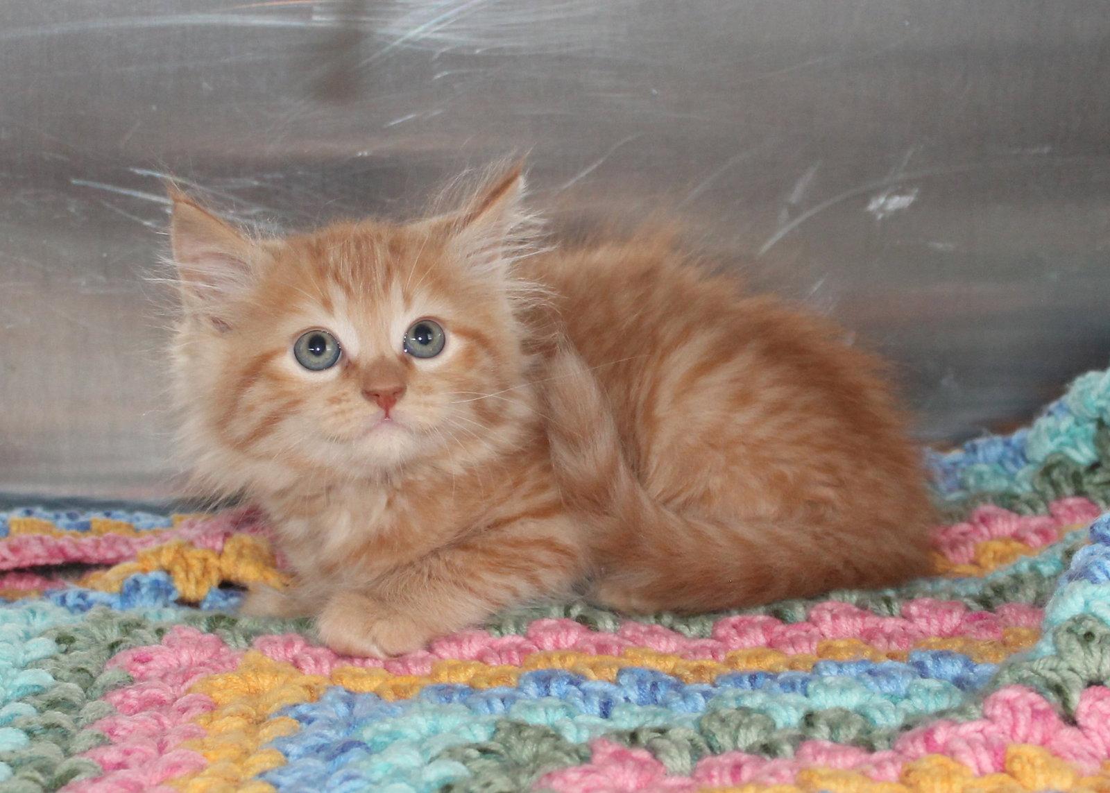 Enlarge Ollie - 43483, a Adoptable mixed breed in Prattville, AL image 2/3