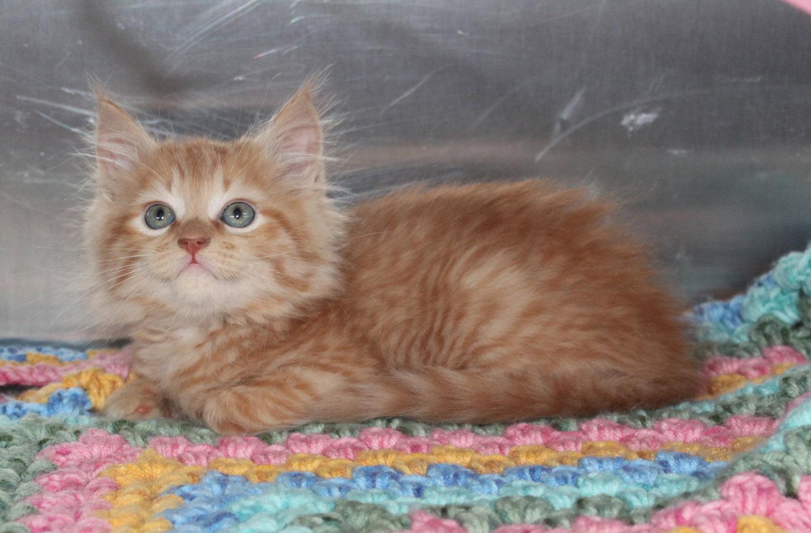 Enlarge Ollie - 43483, a Adoptable mixed breed in Prattville, AL image 3/3