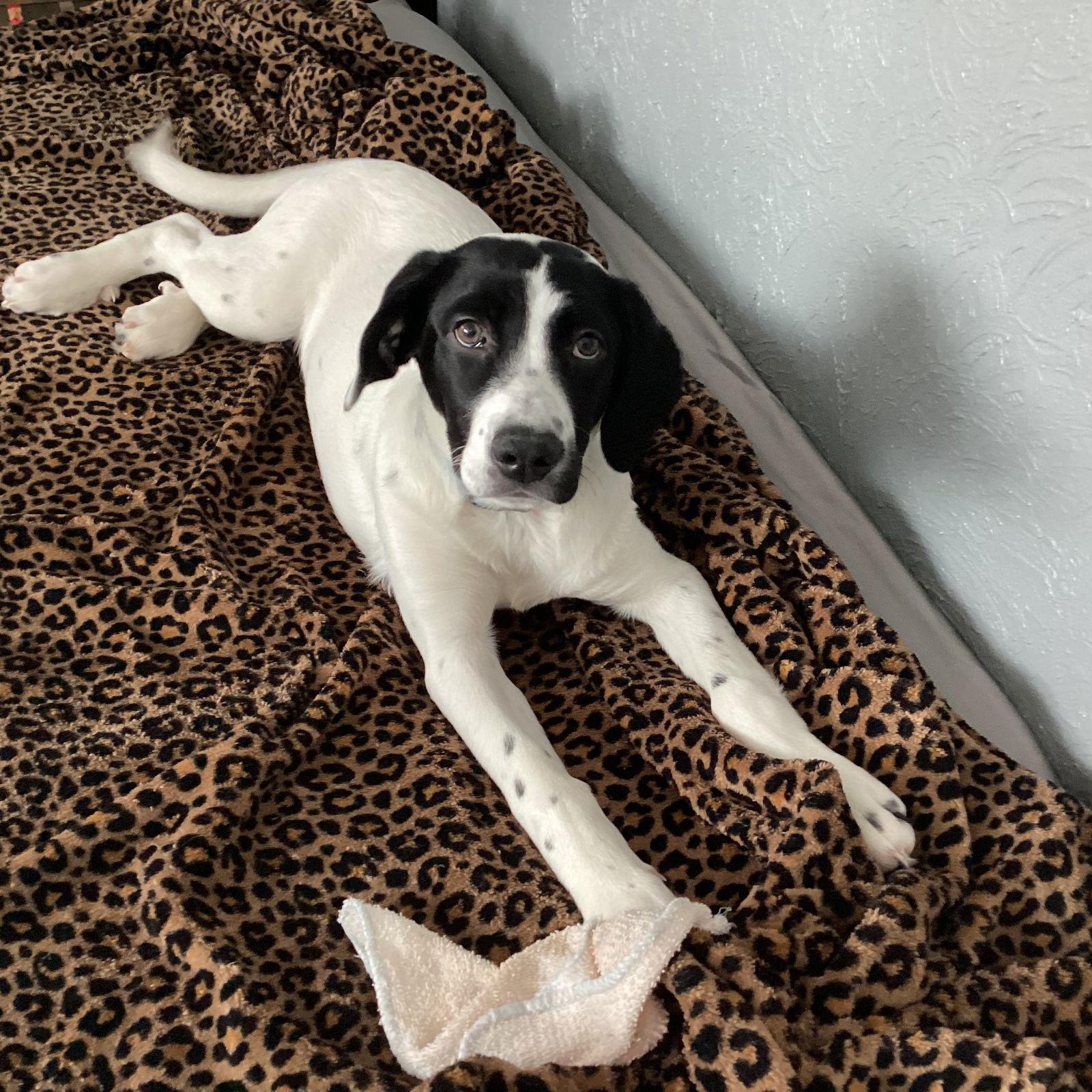 Enlarge Nefertiti, a Adoptable Pointer in Fargo, ND image 1/3