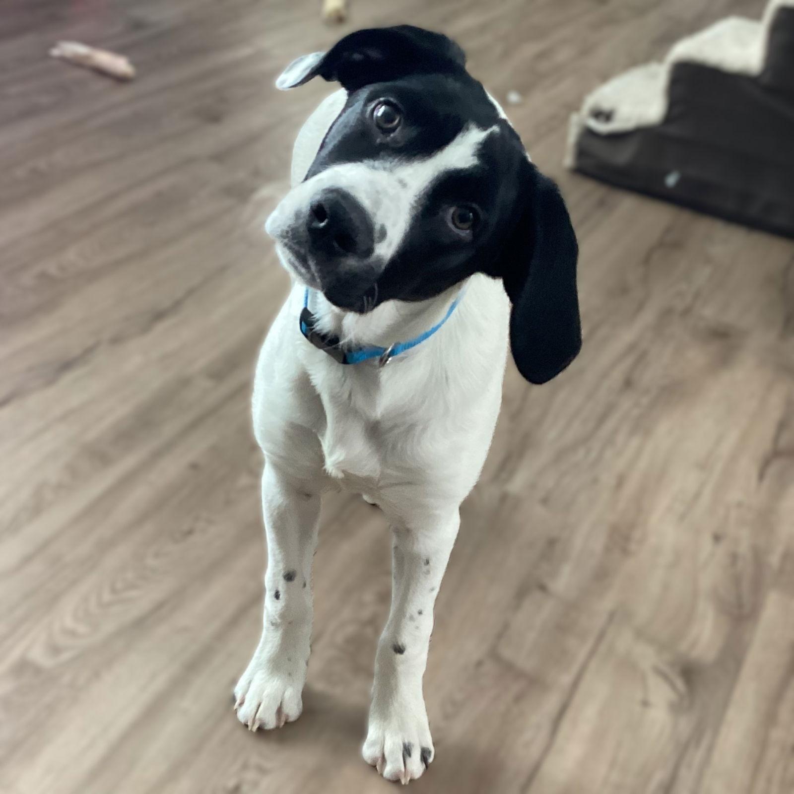 Enlarge Nefertiti, a Adoptable Pointer in Fargo, ND image 2/3
