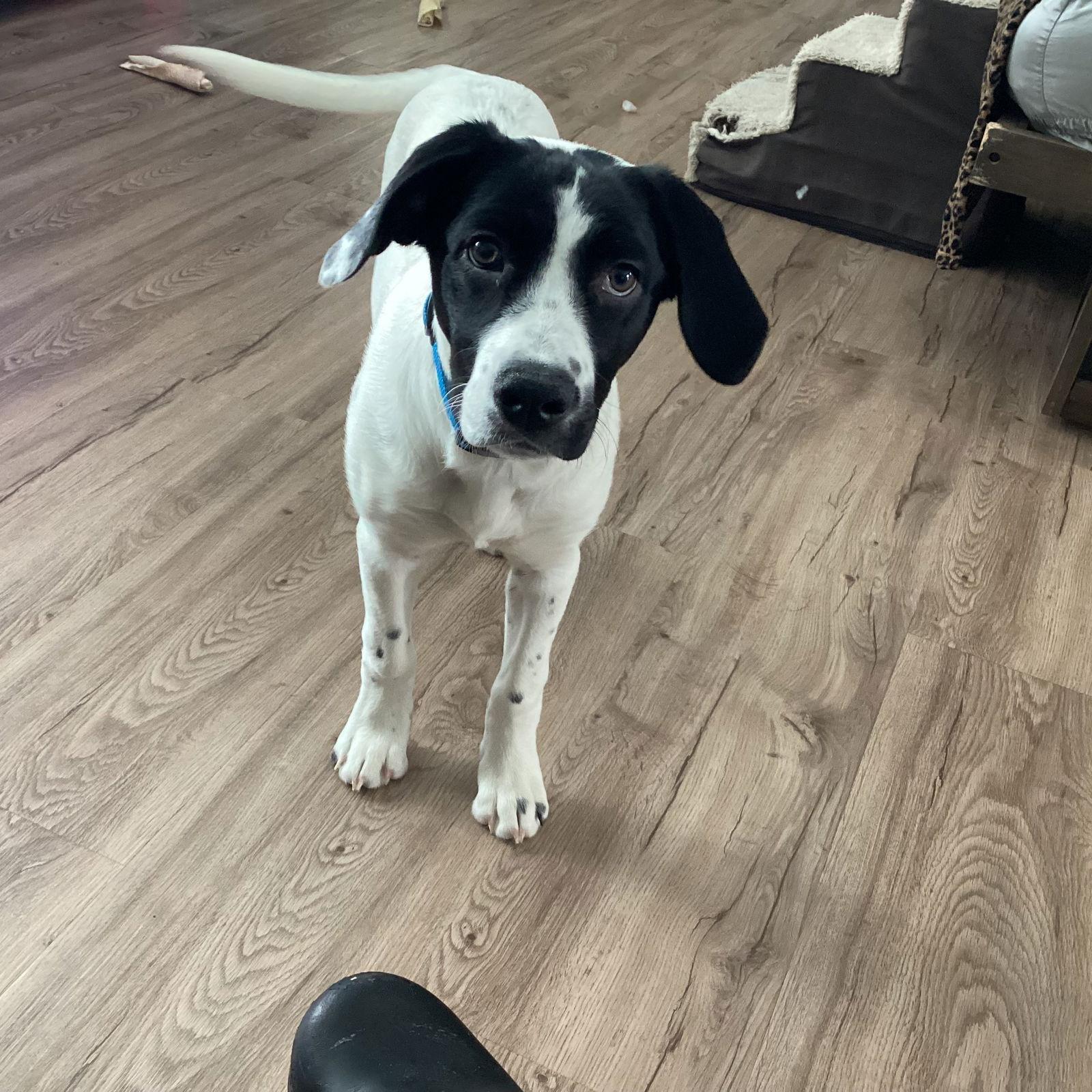 Enlarge Nefertiti, a Adoptable Pointer in Fargo, ND image 3/3