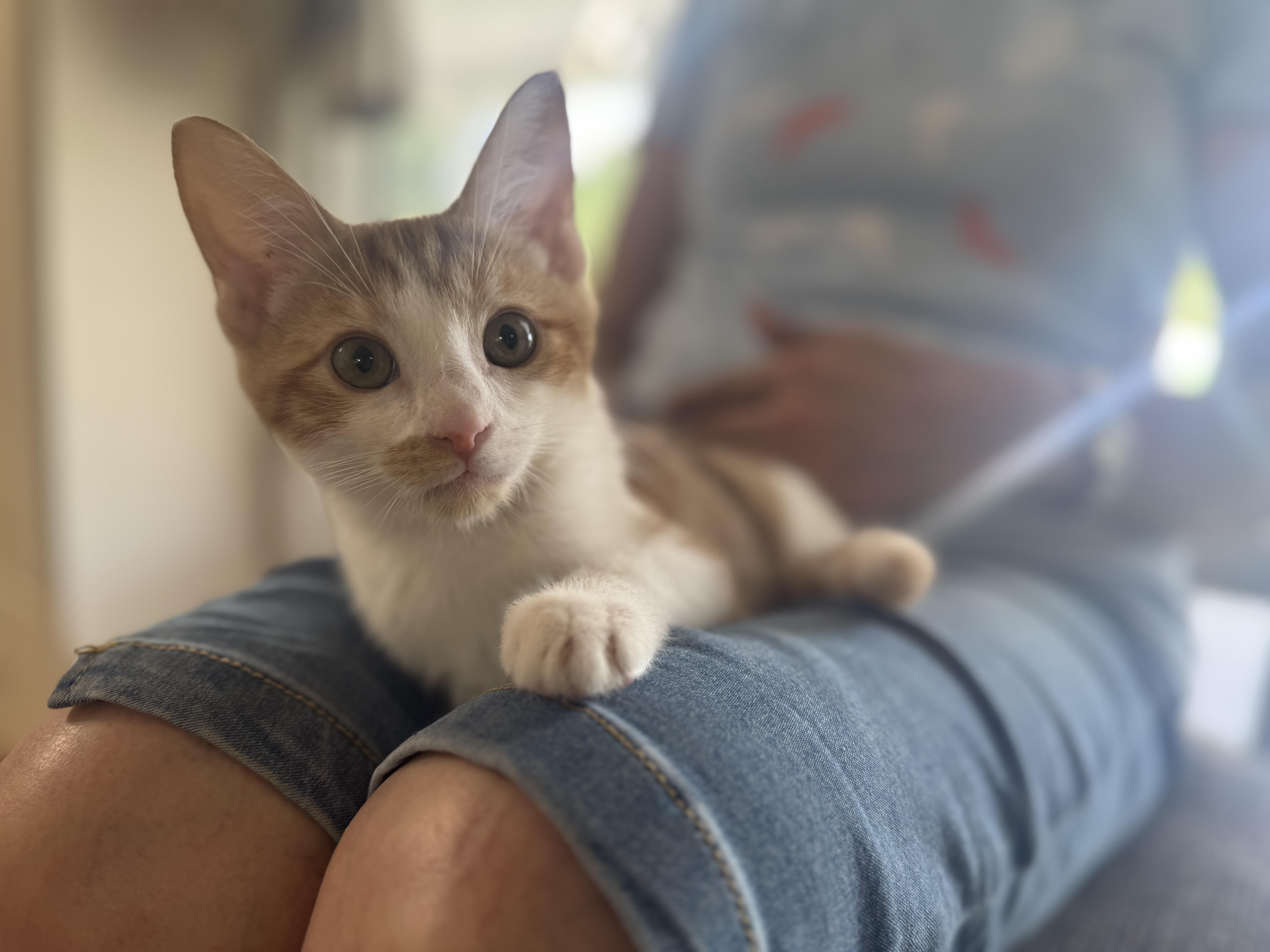 Creamsicle