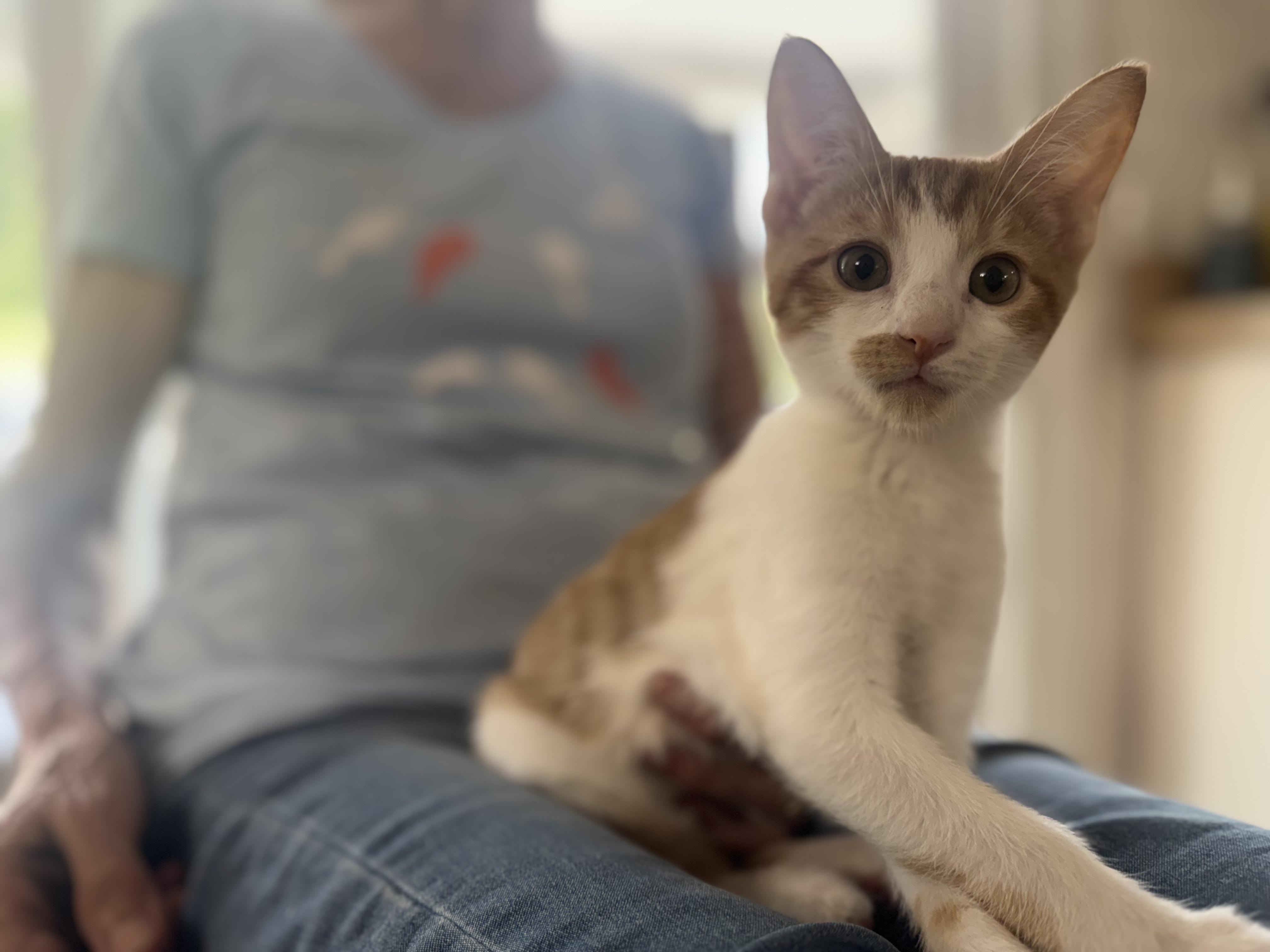 Creamsicle