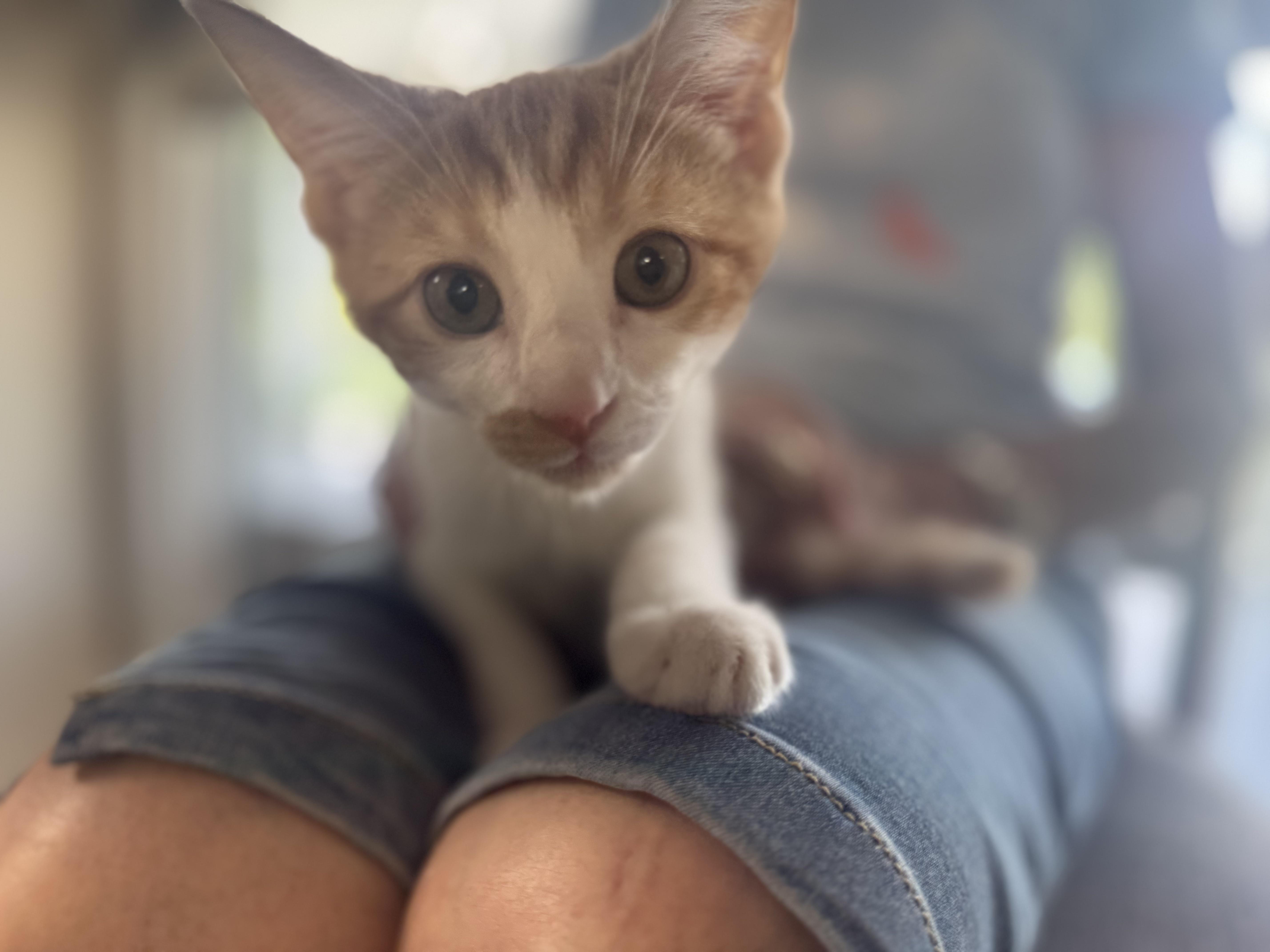 Creamsicle
