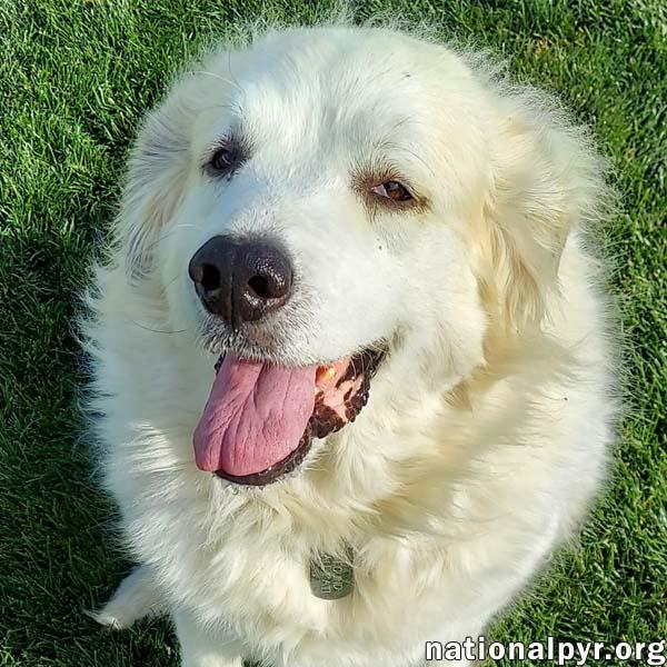 Snowball in NY - Sweet Senior With A Happy Wiggle!