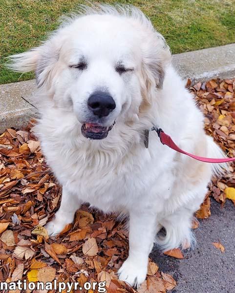 Snowball in NY - Sweet Senior With A Happy Wiggle! — thumbnail 2