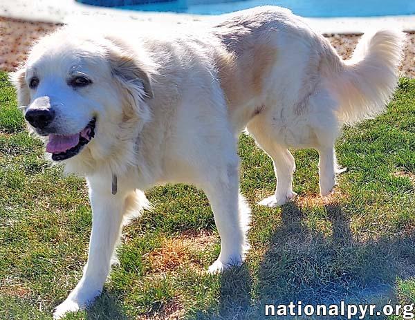 Snowball in NY - Sweet Senior With A Happy Wiggle!
