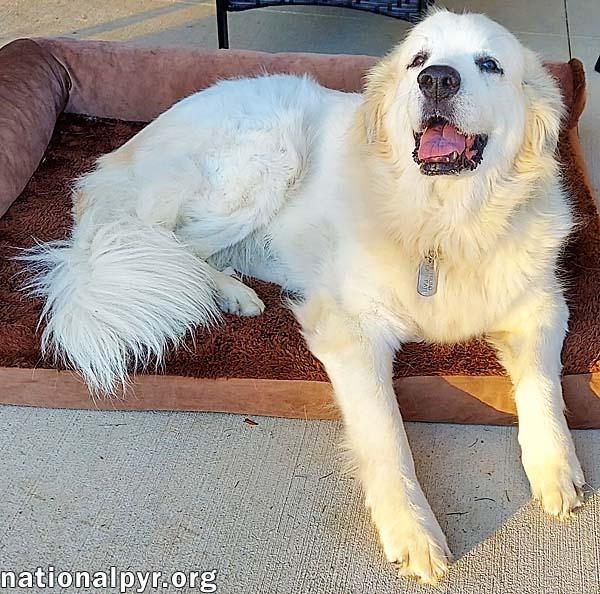 Snowball in NY - Sweet Senior With A Happy Wiggle!