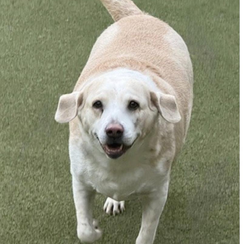 Enlarge margarita, a Adoptable mixed breed in allentown, PA image 2/5