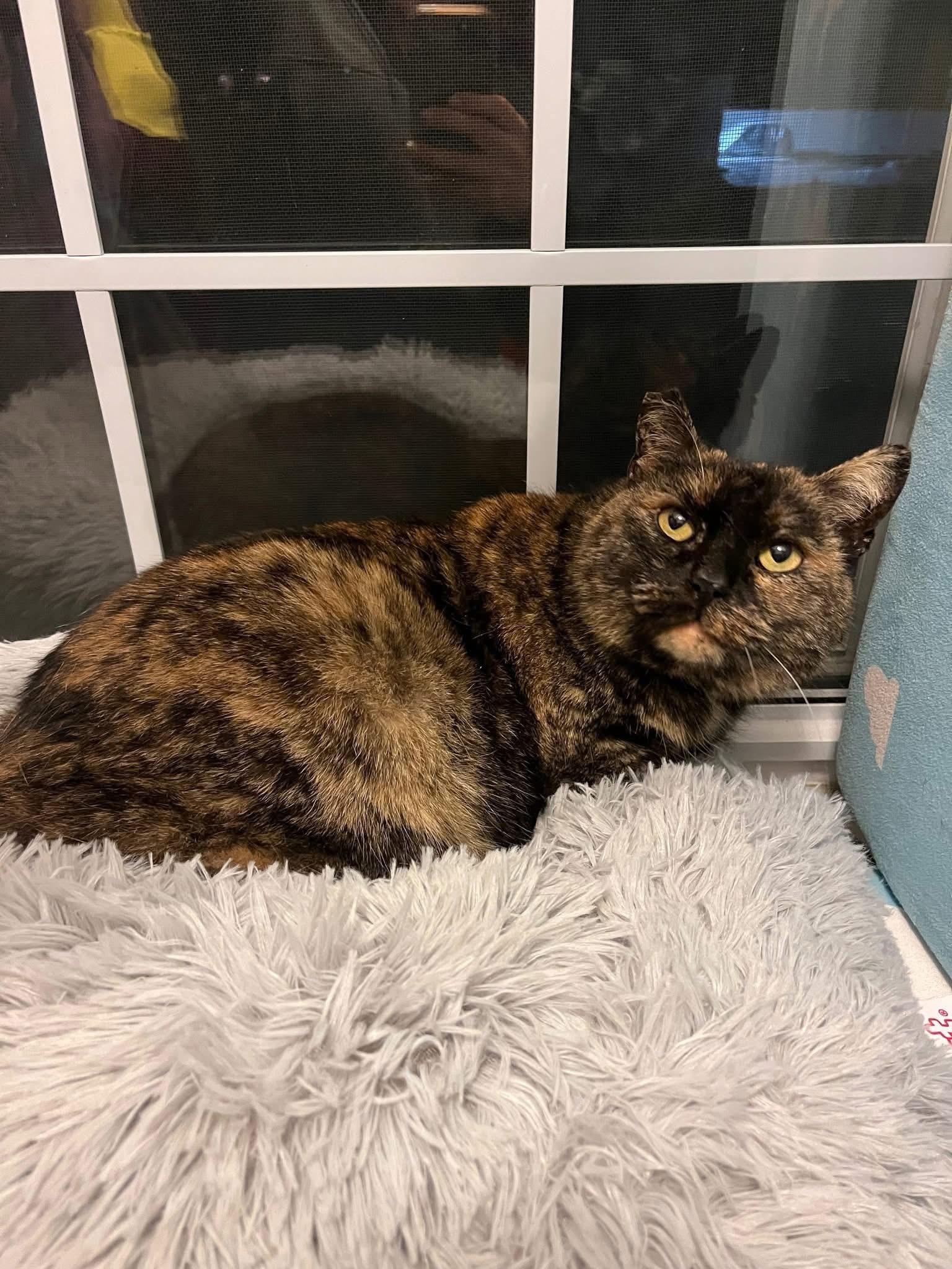 Enlarge Pancake (fee waived with approved application), an adopted Tortoiseshell in Enfield, CT image 1/2