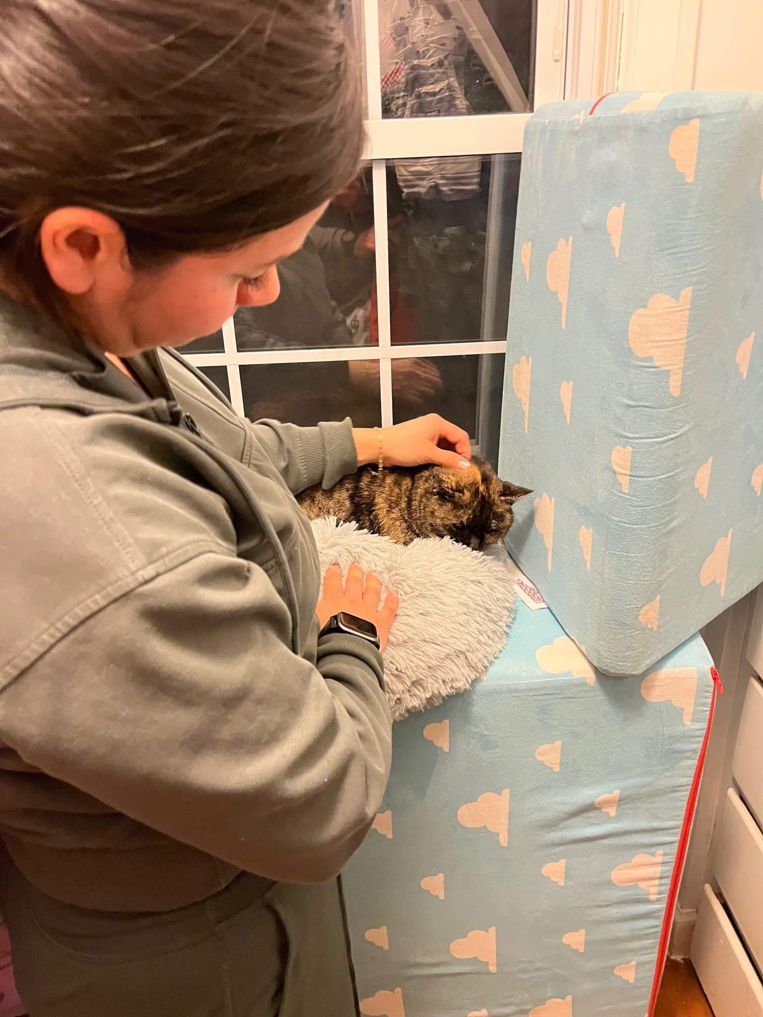 Enlarge Pancake (fee waived with approved application), an adopted Tortoiseshell in Enfield, CT image 2/2