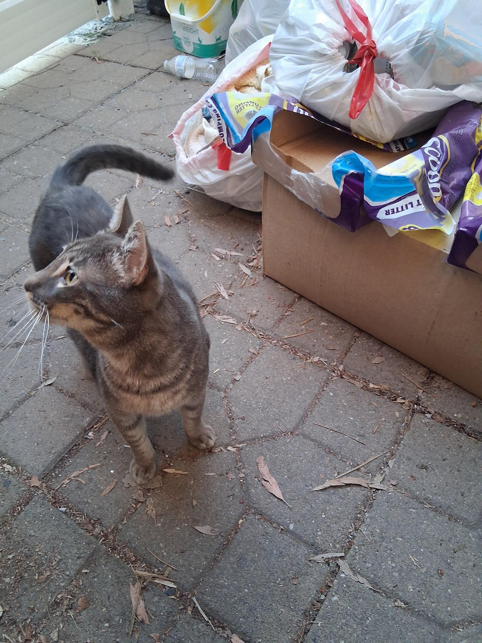 Mr. Pickles photo 4