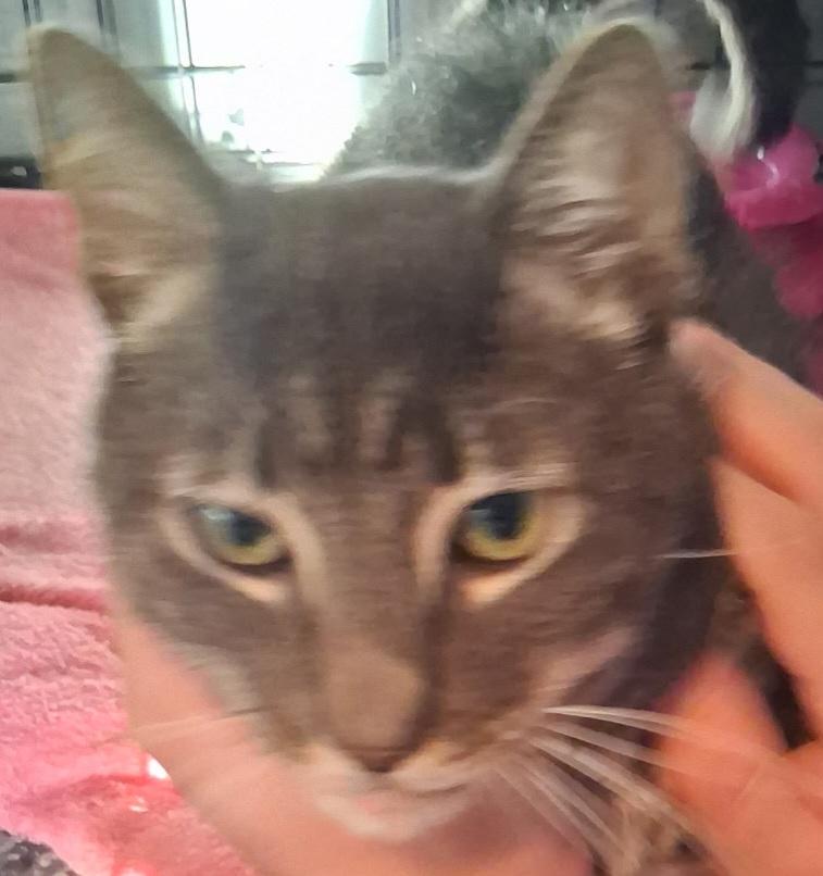 Mr. Pickles photo 2