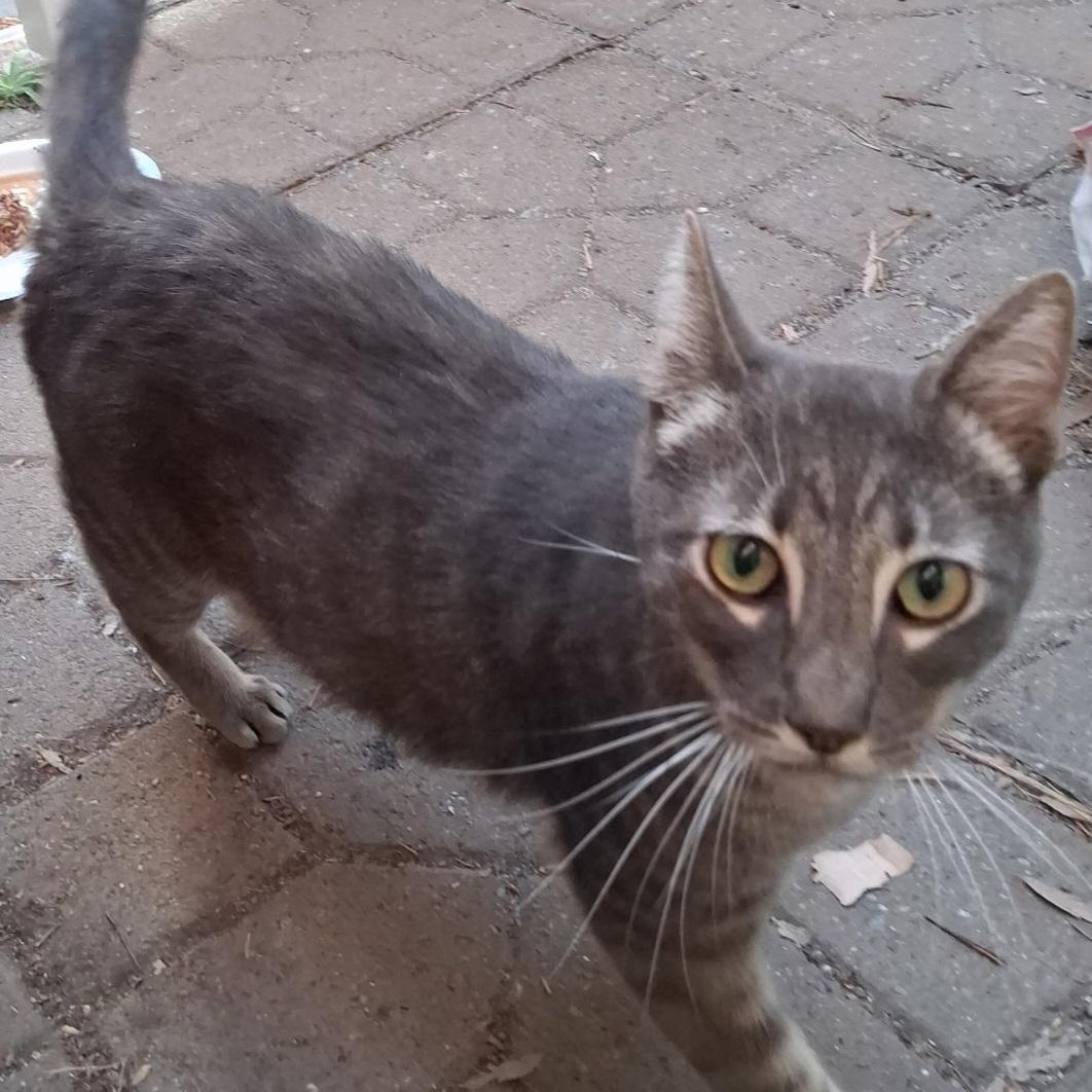Mr. Pickles, Adult Male unknown
