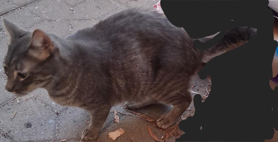 Mr. Pickles photo 3