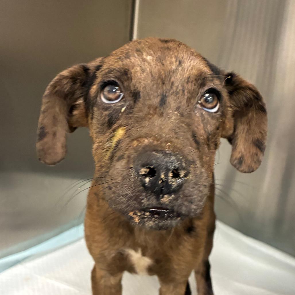 Q, Adoptable, Puppy Male Catahoula Leopard Dog & English Bulldog.