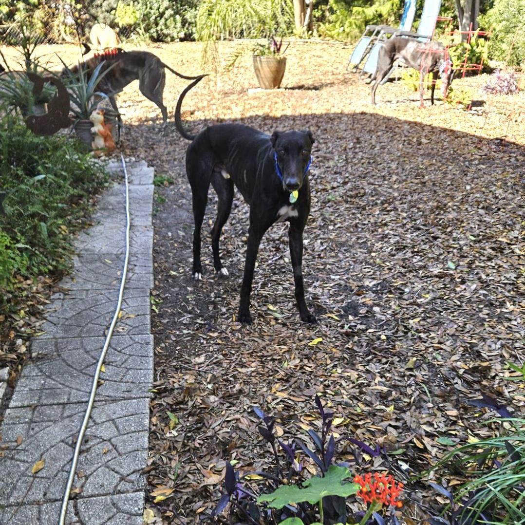 Follow Me thumbnail 5