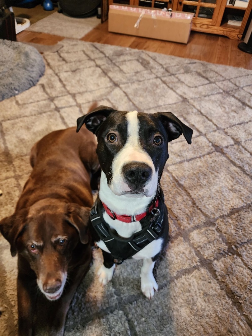 Enlarge Gabe, a Adopted Black Labrador Retriever in Renton , WA image 2/6