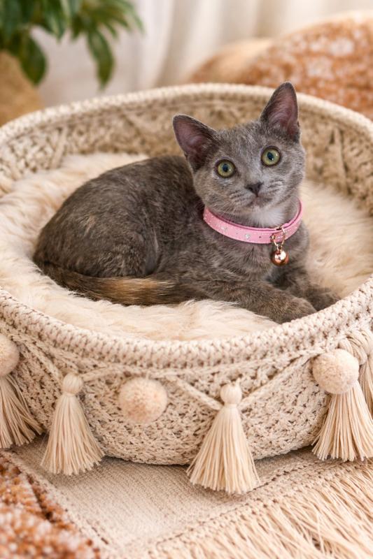 Wisp, Adoptable, Kitten Female Domestic Short Hair & Dilute Calico.