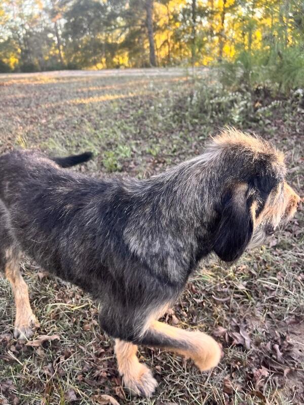 Enlarge Maleficent, a Adoptable mixed breed in Thomasville, AL image 1/6