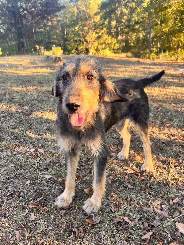 Enlarge Maleficent, a Adoptable mixed breed in Thomasville, AL image 2/6