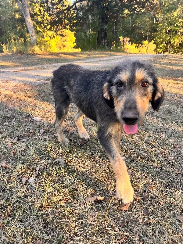 Enlarge Maleficent, a Adoptable mixed breed in Thomasville, AL image 3/6