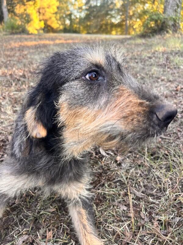 Enlarge Maleficent, a Adoptable mixed breed in Thomasville, AL image 5/6