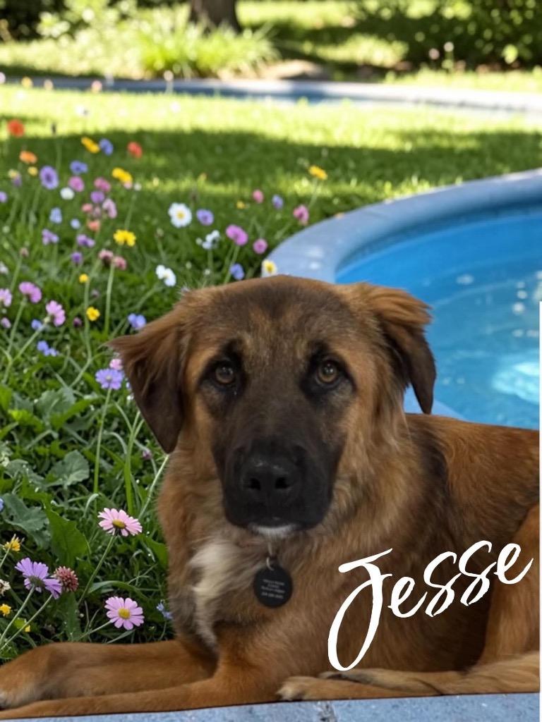 Enlarge Jesse, a Adoptable mixed breed in West Bloomfield, MI image 2/6