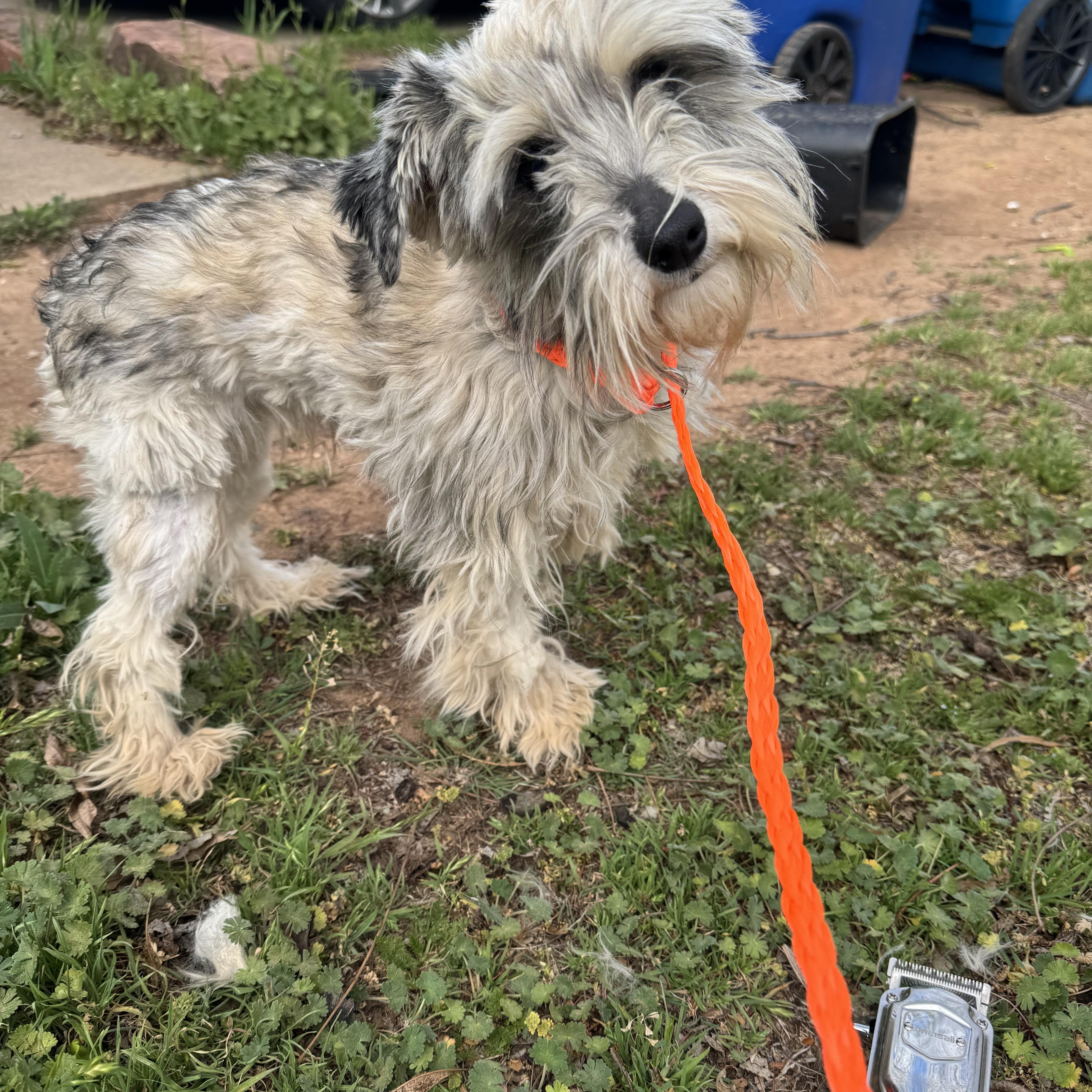 Enlarge Annie , an adopted Miniature Schnauzer in Cushing, OK image 2/3