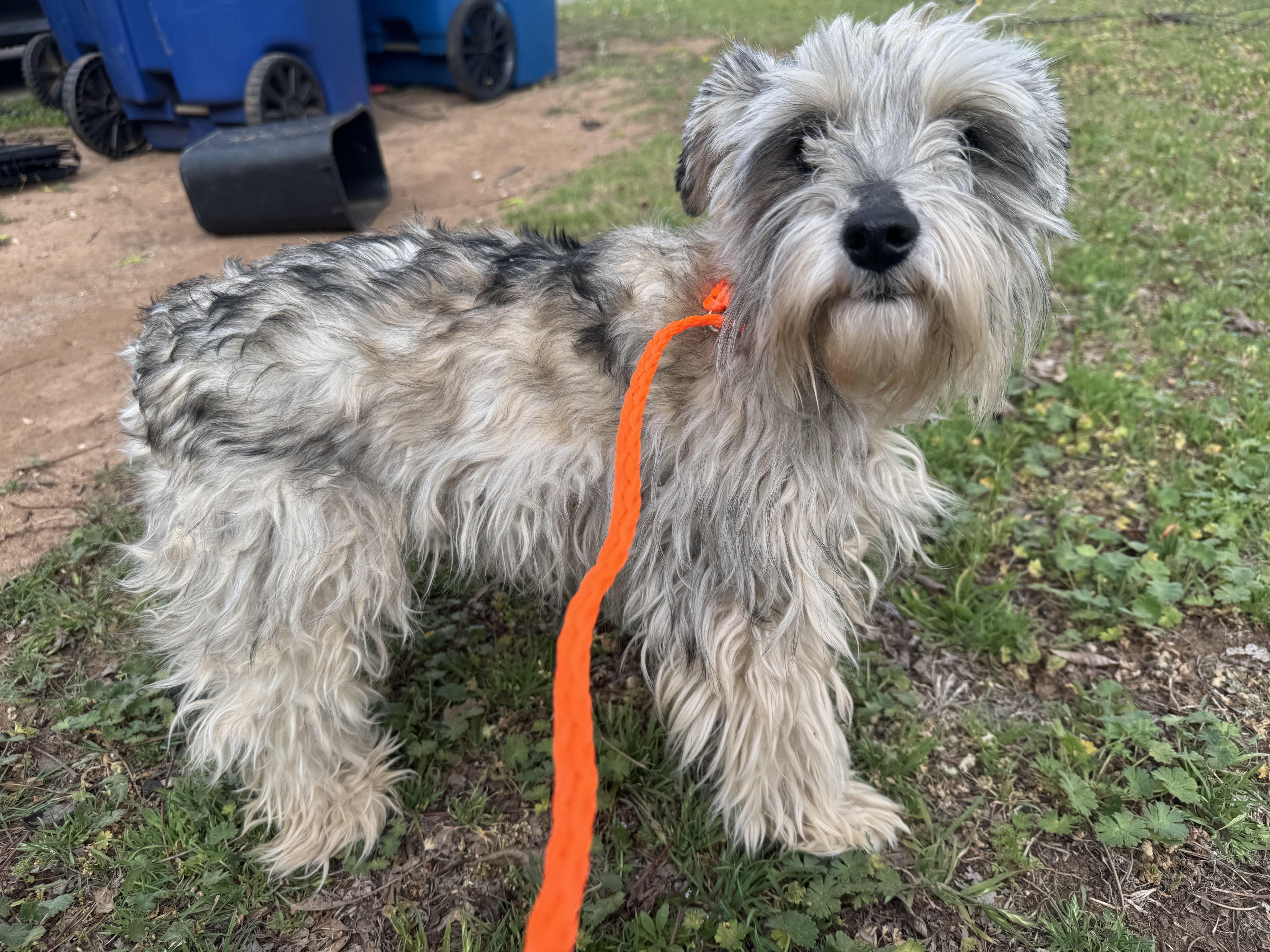 Annie , adopted, Adult Female Miniature Schnauzer.