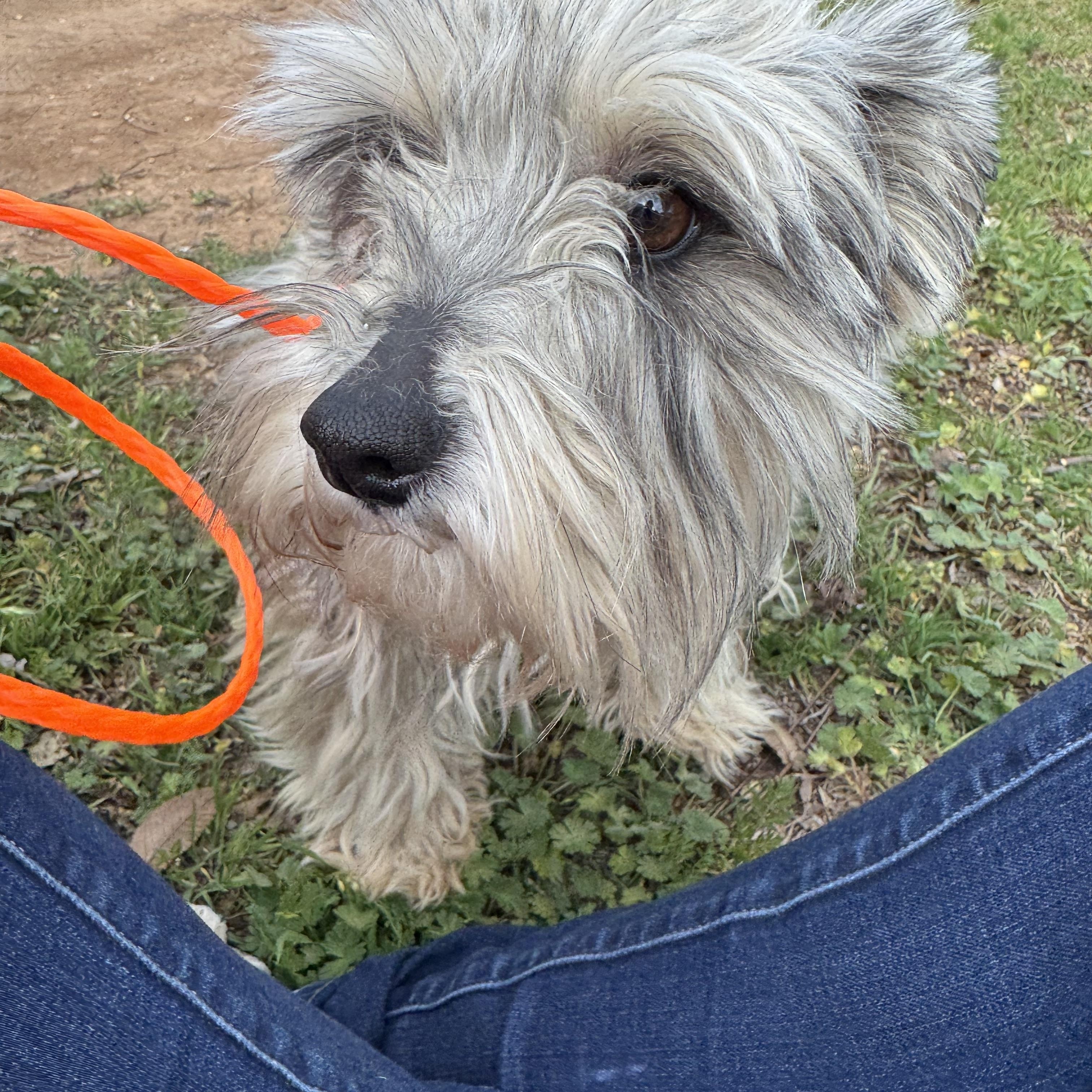 Enlarge Annie , an adopted Miniature Schnauzer in Cushing, OK image 3/3