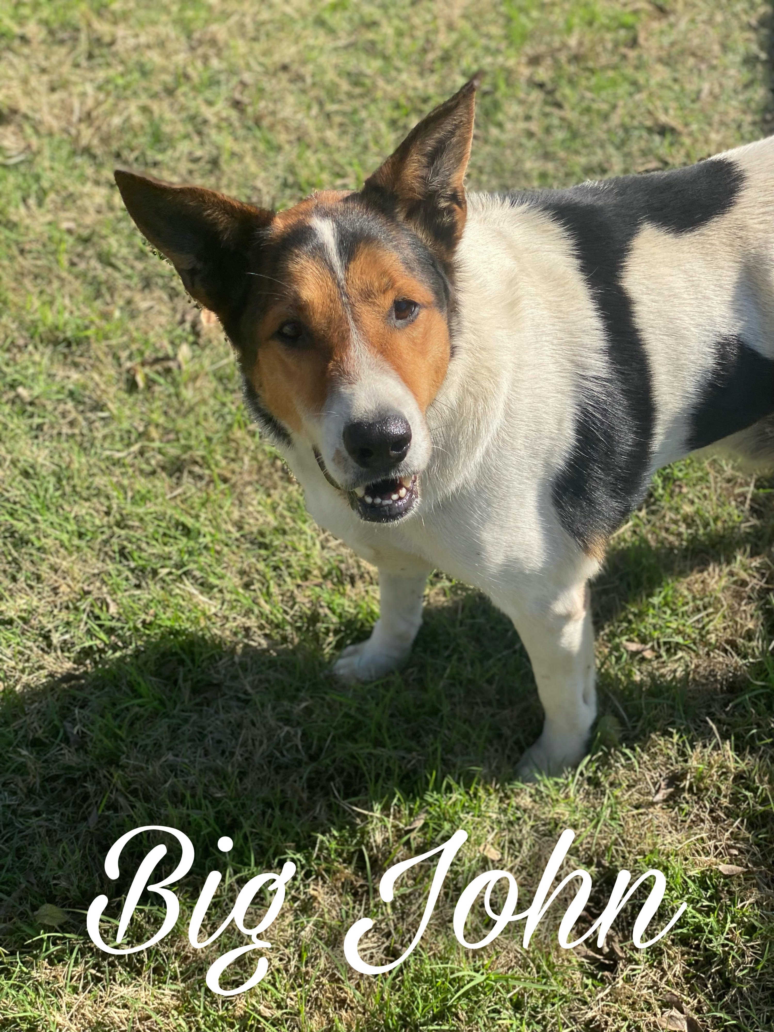 Enlarge Big John, a Adoptable Australian Cattle Dog / Blue Heeler in Sherman, TX image 1/1