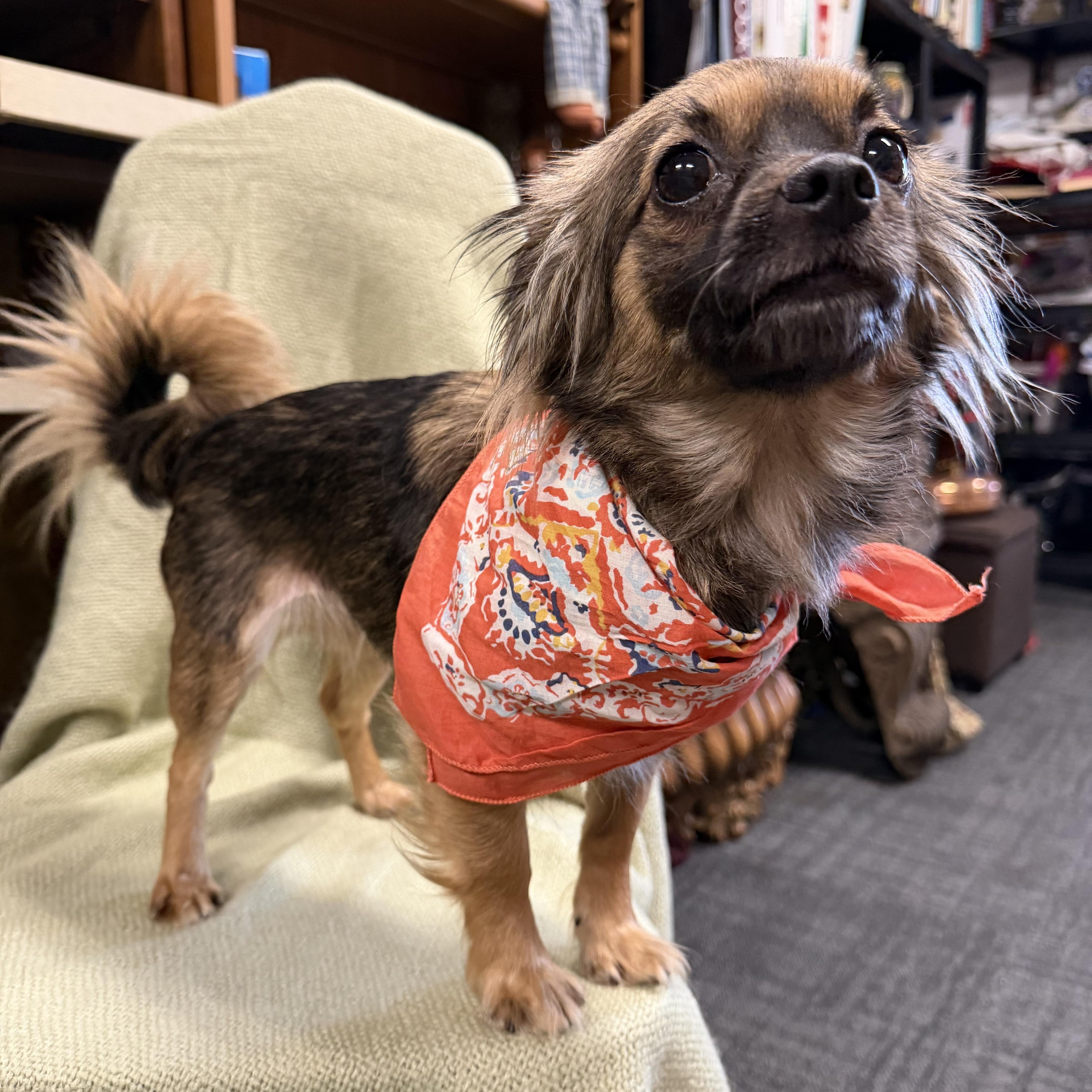 Raven, an adopted Chihuahua in Broken Arrow, OK image 2/4