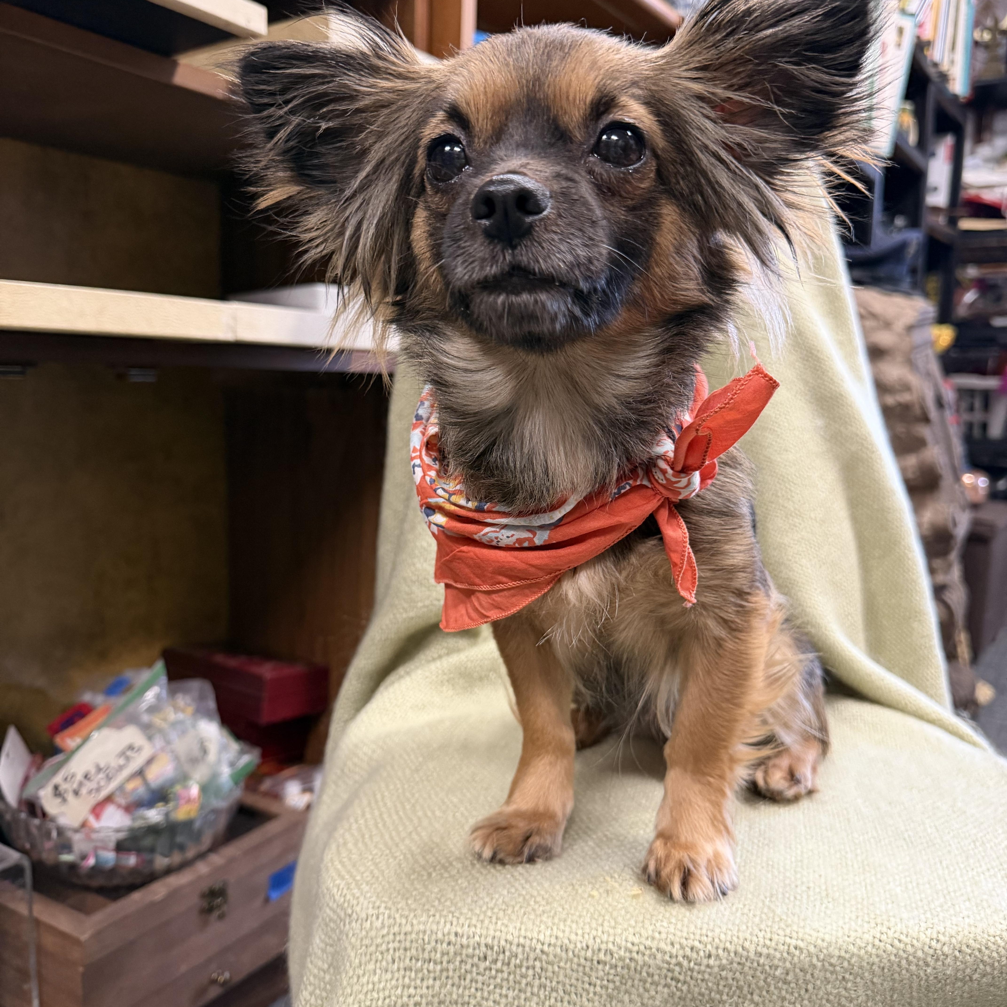 Raven, an adopted Chihuahua in Broken Arrow, OK image 1/4