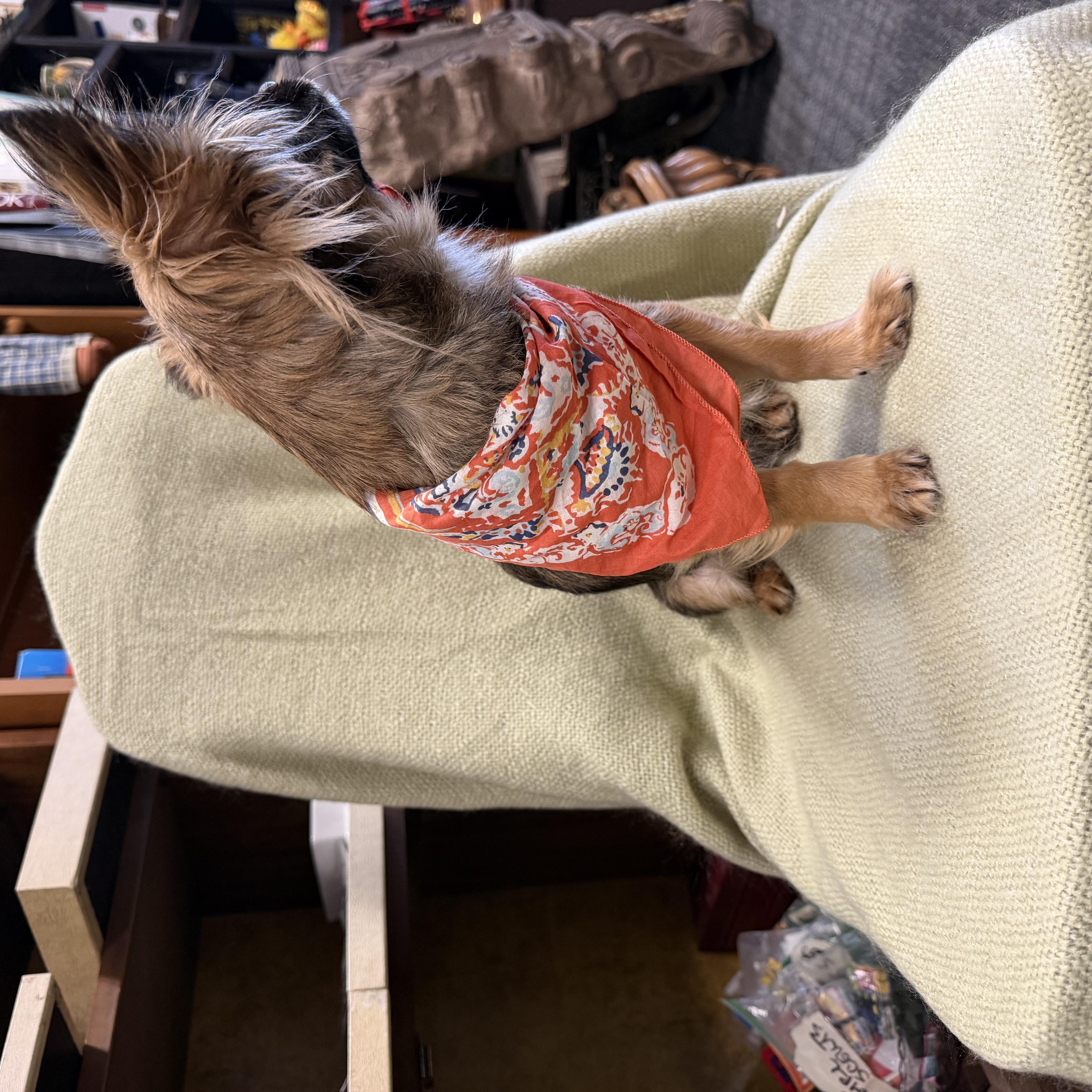 Raven, an adopted Chihuahua in Broken Arrow, OK image 3/4