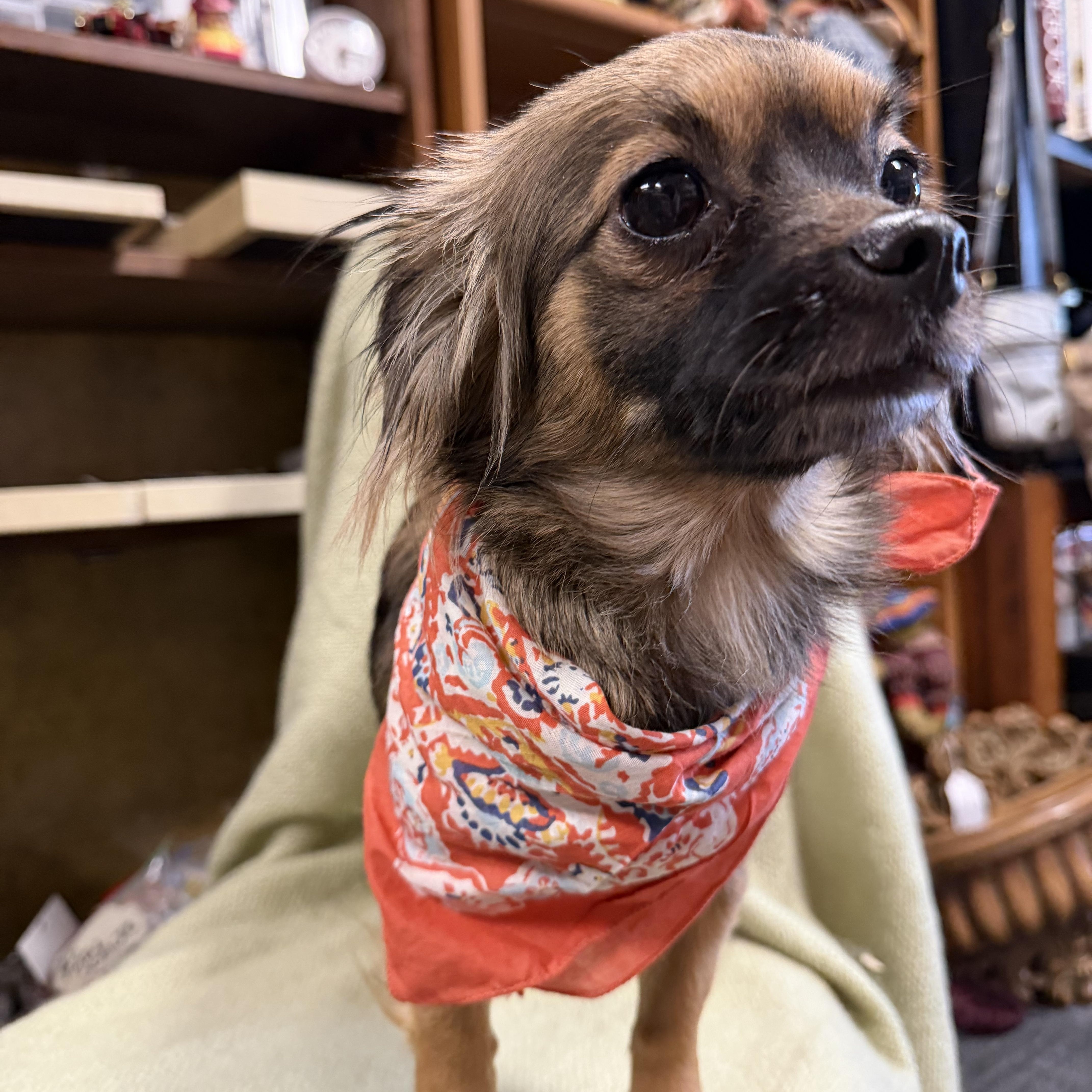 Raven, an adopted Chihuahua in Broken Arrow, OK image 4/4