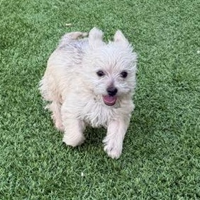 Enlarge Franklin, a ADOPTABLE mixed breed in Anderson, SC image 4/4