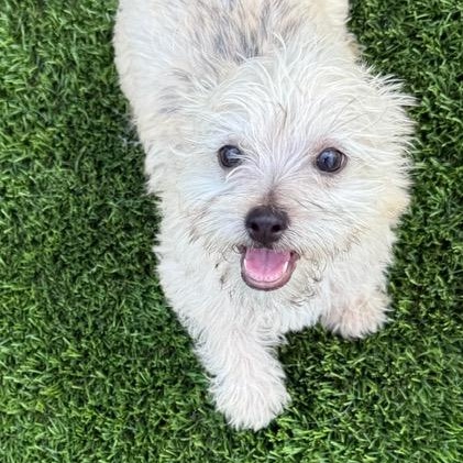 Enlarge Franklin, a ADOPTABLE mixed breed in Anderson, SC image 2/4