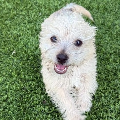 Enlarge Franklin, a ADOPTABLE mixed breed in Anderson, SC image 3/4