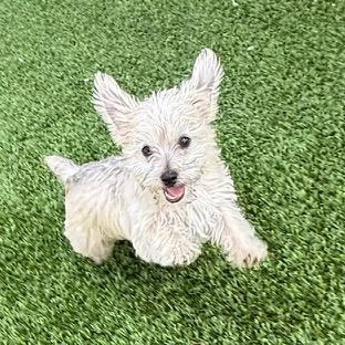 Franklin, ADOPTABLE, Puppy Male Yorkshire Terrier & Shih Tzu.