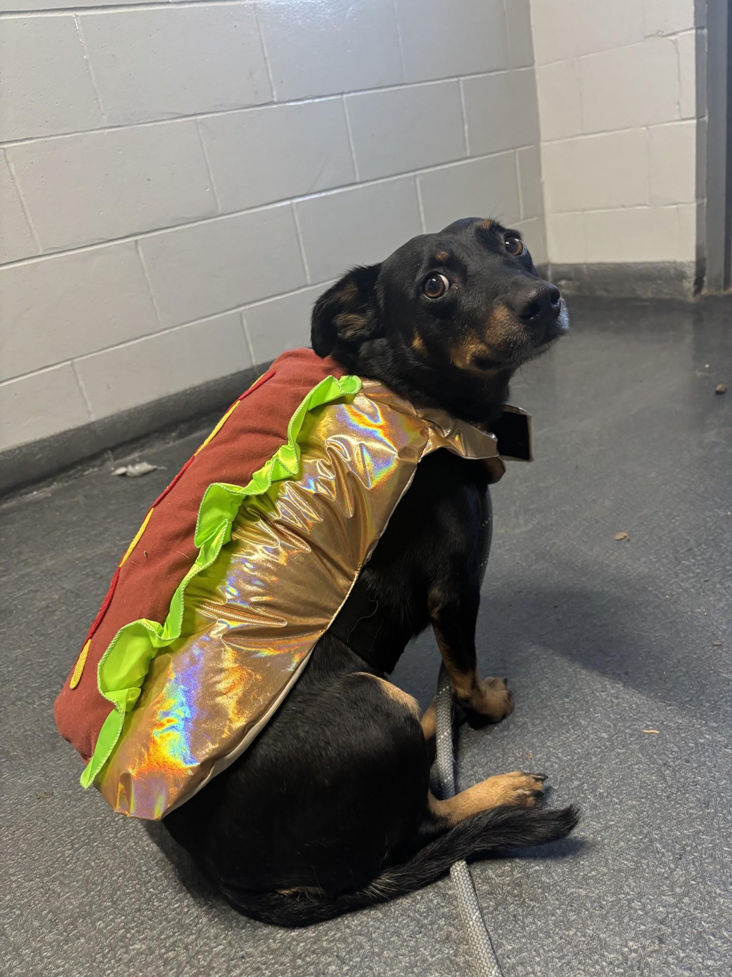 Enlarge Marty, a ADOPTABLE mixed breed in Yorkville, IL image 1/1