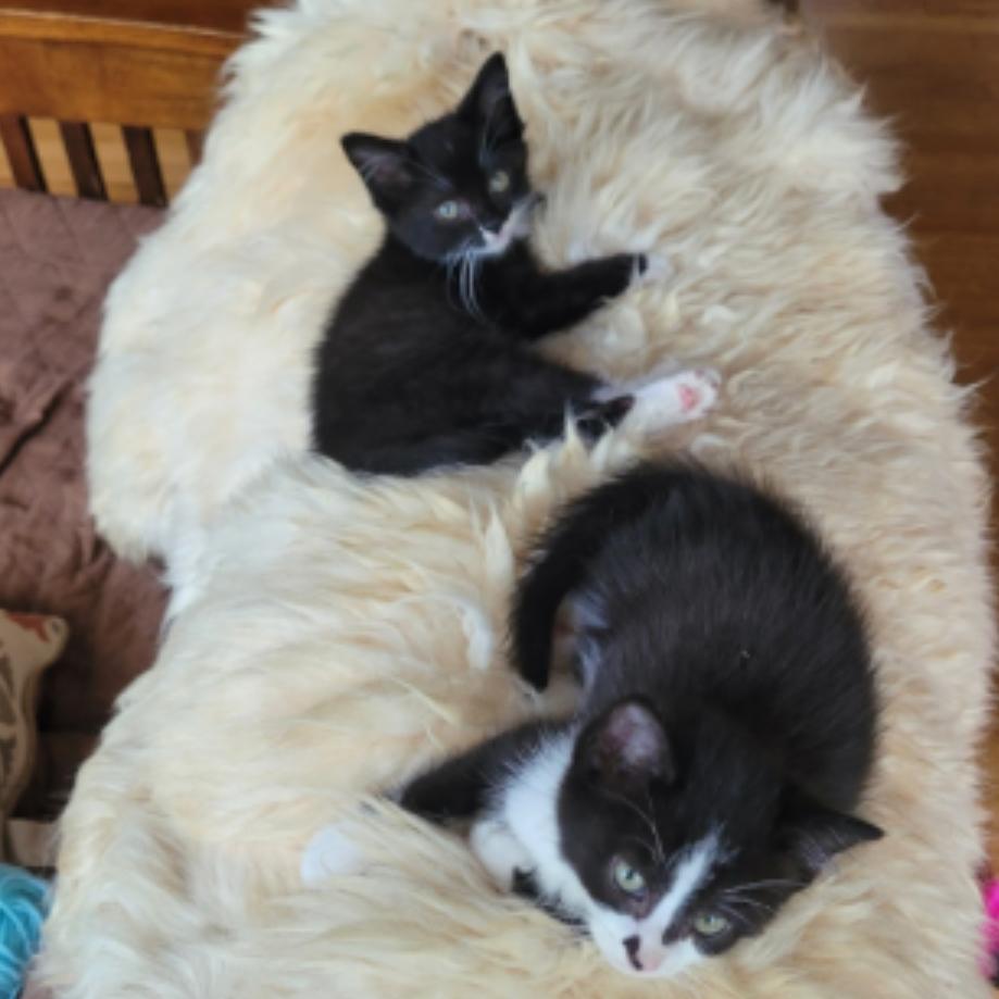 Niles & Frasier, Adoptable, Kitten Male Domestic Short Hair.