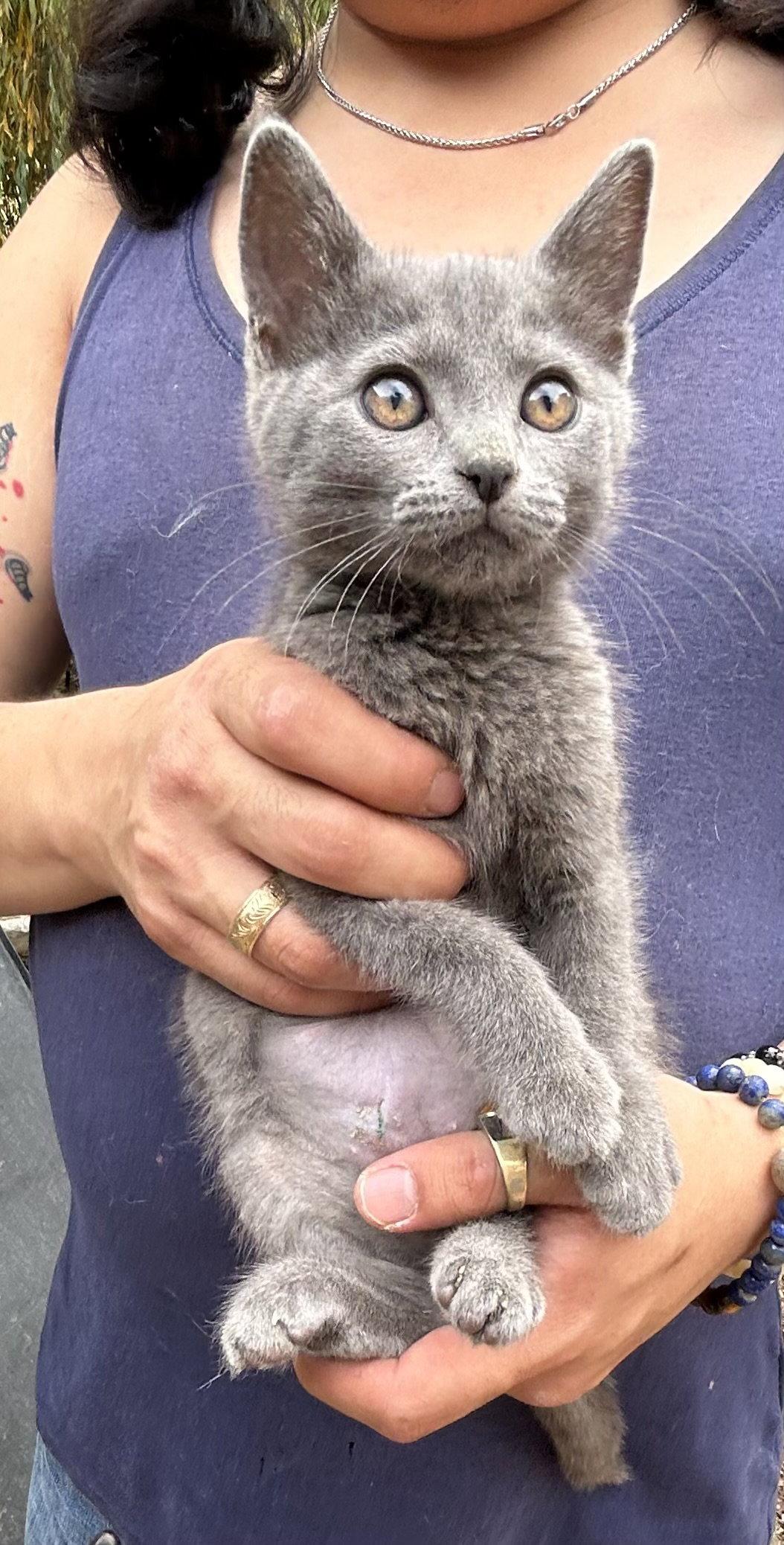 Enlarge Stormy Napa, a Adopted Russian Blue in Napa, CA image 1/1
