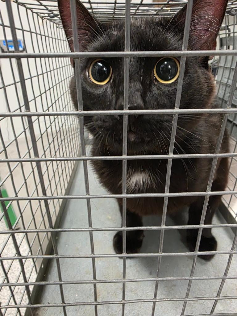 Moon, Adoptable, Adult Male Domestic Medium Hair.