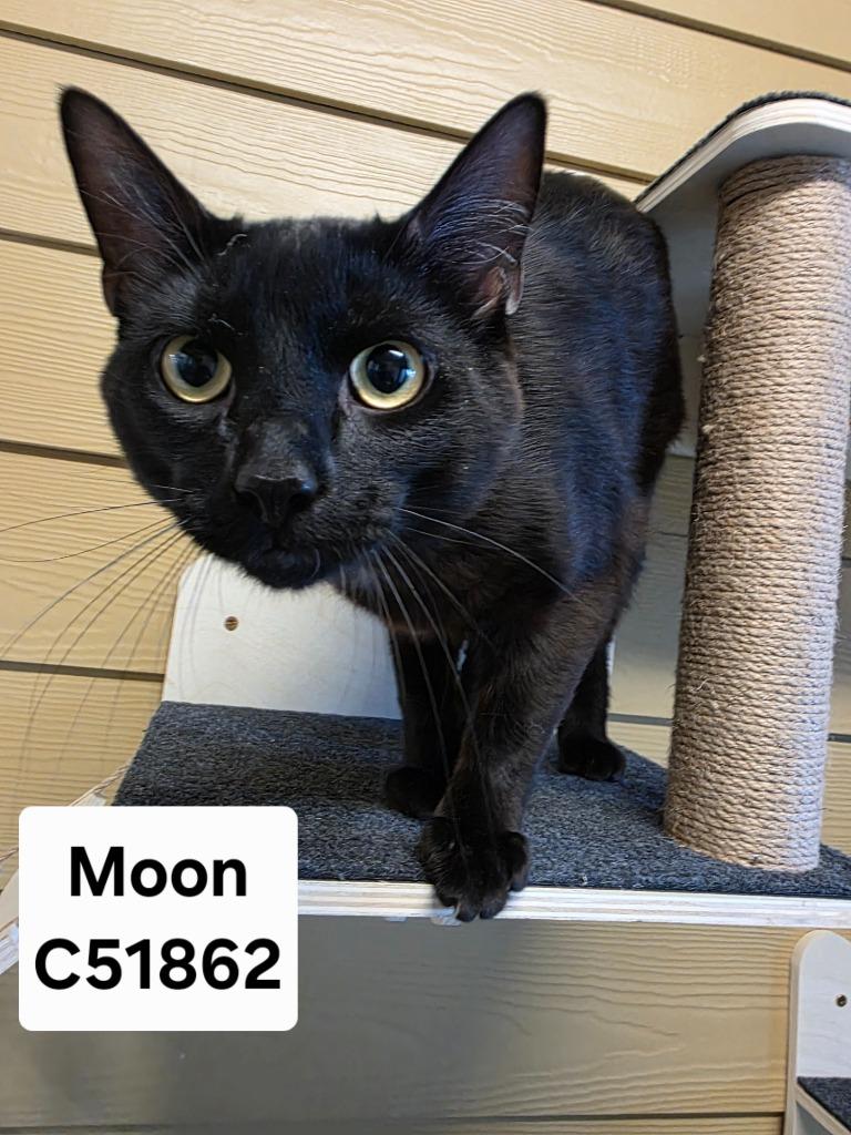 Enlarge Moon, a Adoptable mixed breed in Clarksville, TN image 2/2