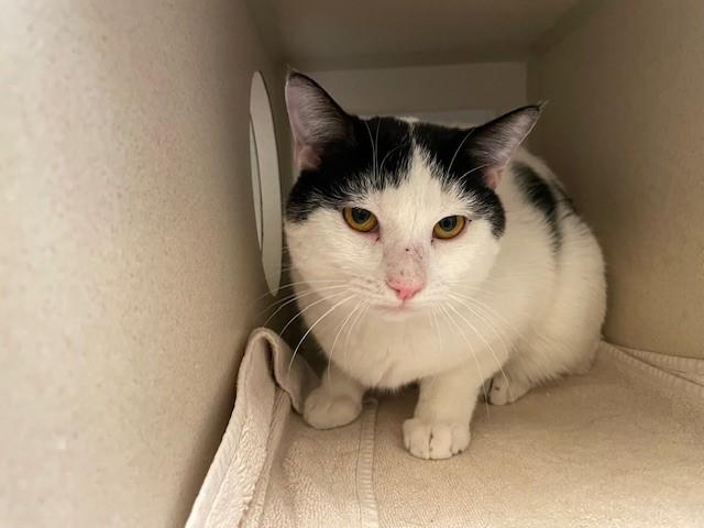 Enlarge HUBBA BUBBA, a Adoptable Domestic Short Hair in Denver, CO image 1/1