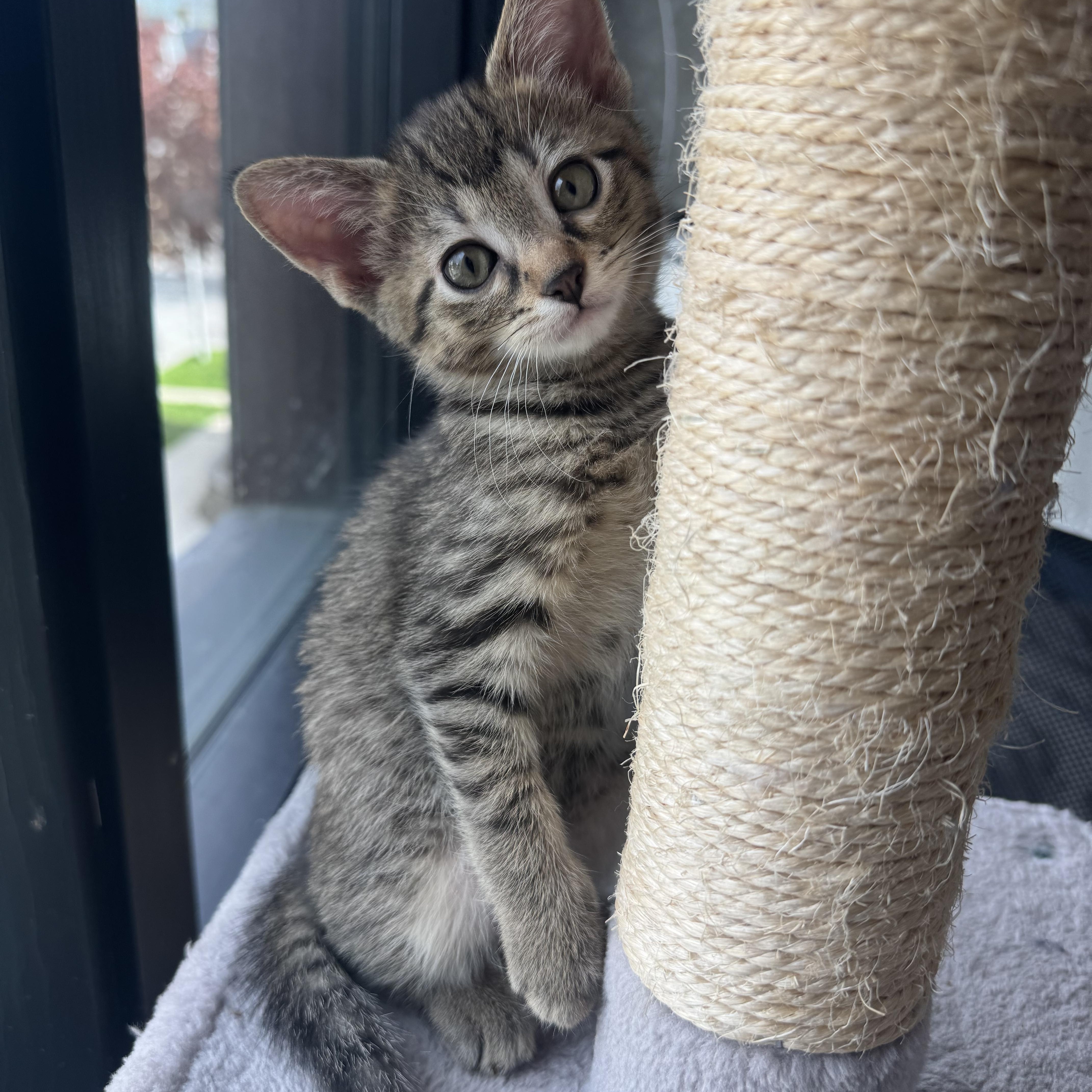 Miss Honey, an adopted Domestic Short Hair in Milwaukee, WI image 5/6